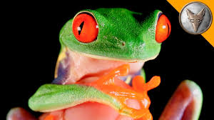A cute frog