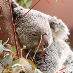 Koala in a tree.