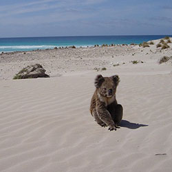 Lucy on the beach.